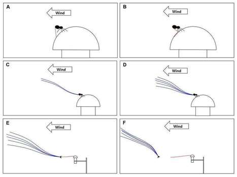 Une araignée-crabe joue les météorologues avant son envol | Mécanique des fluides | Scoop.it
