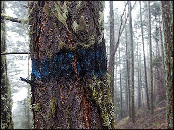 Timber industry sues to lift logging ban during shutdown | Timberland Investment | Scoop.it