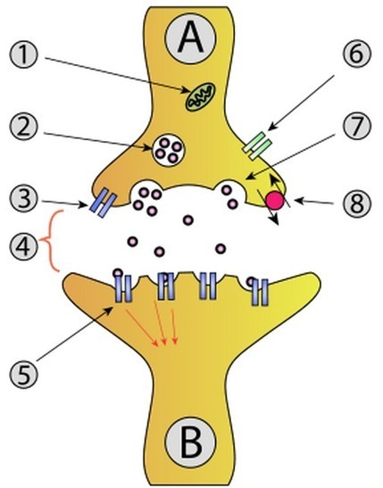 Single protein controls neurotransmitters | Amazing Science | Scoop.it