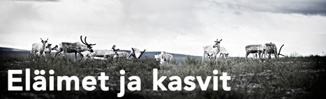 Lapin el&auml;imet ja kasvit | 1Uutiset - Lukemisen t&auml;hden | Scoop.it