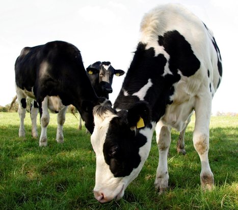 Irlande : « C’est important de protéger l'image de durabilité de nos fermes laitières » | Lait de Normandie... et d'ailleurs | Scoop.it