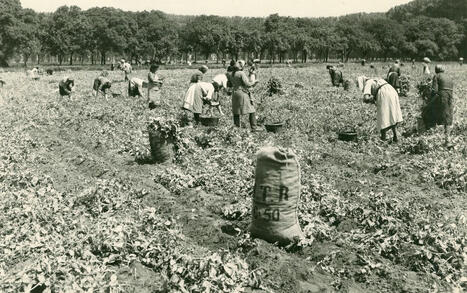 La persistance des champs d’épandage d’eaux usées de l’agglomération parisienne (...) - Métropolitiques | Paysage - Agriculture | Scoop.it