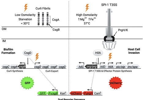 Exploring bet-hedging in Salmonella enterica serovar Typhimurium with a dual reporter strain | mSys | RMH | Scoop.it