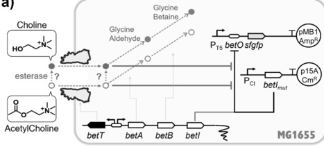 Acetylcholine responsiveness of the BetI regulatory system in Escherichia coli | RMH | Scoop.it