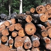 TIAA-CREF buys majority stake in timberland manager GreenWood Resources | Timberland Investment | Scoop.it