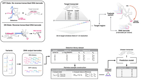 High-throughput variant libraries and machine learning enable robust target-site selection for toehold-switch design in Detectrons | brvbe | RMH | Scoop.it