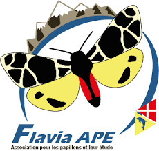 Flavia APE - Association pour les Papillons et leur &Eacute;tude | Au fil des Associations | Scoop.it