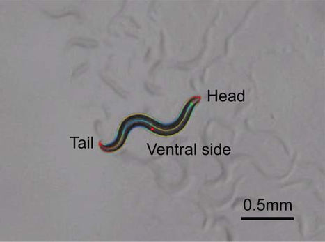 Recordings of C. elegans locomotor behavior after targeted ablation of single motorneurons | Amazing Science | Scoop.it