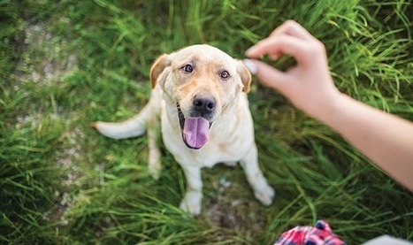 Dog Trainer éducateur Canin In Modern Dog Training