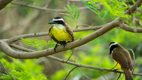 On sait maintenant de quoi rêvent les oiseaux | Biodiversité - @ZEHUB on Twitter | Scoop.it