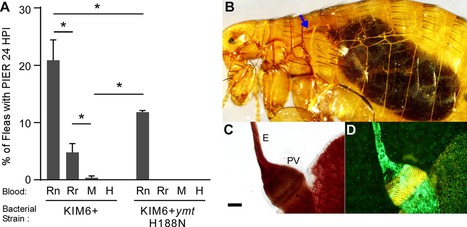 Un saut de puce dans l’évolution de la peste | EntomoNews | Scoop.it