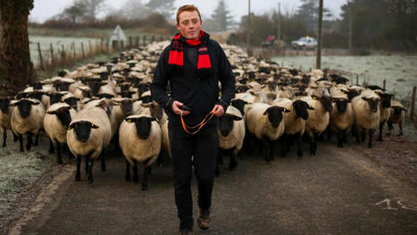 Vienne : en recul, l'élevage ovin cherche pourtant à avancer | Actualité Bétail | Scoop.it