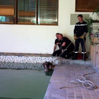 Saint-Lary. Le petit veau tombe dans la piscine - La Dépêche | Vallées d'Aure & Louron - Pyrénées | Scoop.it