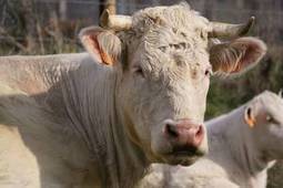 Les voies de l'efficacité économique en viande bovine - Idele | SCIENCES DE L' ANIMAL | Scoop.it