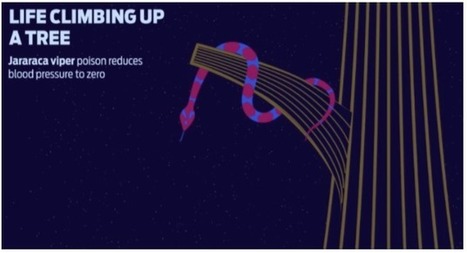 A new species is discovered in the Amazon every 3 days, and they could solve the world’s biggest challenges | Biomimicry 3.8 | Scoop.it