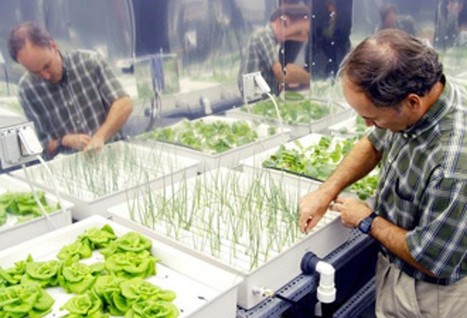 Hydroponics gardening - Fresh veggies year-round | Gardening Life | Scoop.it