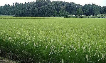 Fukushima : des m&eacute;decins d&eacute;noncent d&eacute;sinformation et risques minimis&eacute;s | Non au Nucl&eacute;aire | Scoop.it