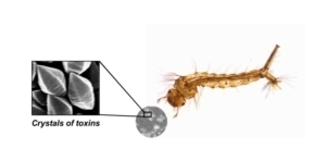 Alternatives au Bti pour le contr&ocirc;le des moustiques en Camargue &ndash; Tour du Valat | EntomoScience | Scoop.it
