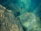 "Ocean" Creatures That Evolved in Huge Lake Under Threat | OUR OCEANS NEED US | Scoop.it