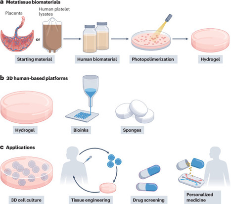 Human protein-based biomaterials in preclinical modelling | Nrb | RMH | Scoop.it