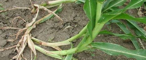 Le principal prédateur du maïs s’adapte à sa version OGM | Questions de développement ... | Scoop.it