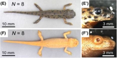 Transcription activator-like effector nucleases efficiently disrupt the target gene in Iberian ribbed newts (Pleurodeles waltl), an experimental model animal for regeneration - Dev. Growth Diff. | TAL effector science | Scoop.it