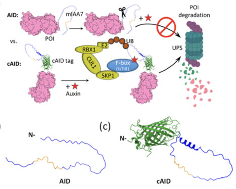 A Constrained Degron Tag Engineered to Enhance Auxin-Inducible Protein Degradation | asb | RMH | Scoop.it