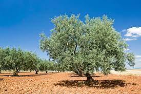 Olive Council, FAO Pact Calls for Joint Efforts on Xylella | CIHEAM Press Review | Scoop.it