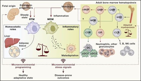 Ob&eacute;sit&eacute; et cancer : quand le m&eacute;tabolisme reprogramme l&rsquo;immunit&eacute; | Life Sciences Universit&eacute; Paris-Saclay | Scoop.it
