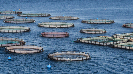 Court orders stop to offshore finish mariculture  | Coastal Restoration | Scoop.it