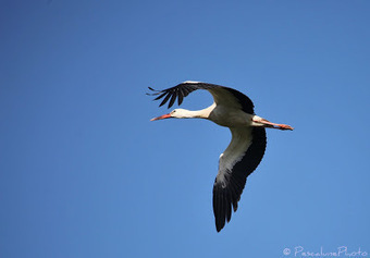 Cigogne blanche (Ciconia ciconia), White Stork | Camargue Nature | Scoop.it