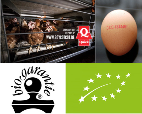 Belgique - Nouvelle cible contre les œufs de batterie : Quick | Koter Info - La Gazette de LLN-WSL-UCL | Scoop.it