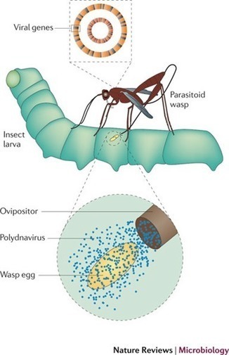 Virus &ndash; par Pierre Kerner | EntomoScience | Scoop.it