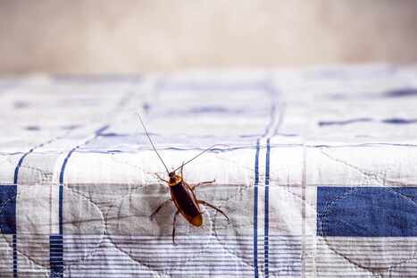 How To Keep Roaches Away From Your House | Industry 411 - Waste Management | Scoop.it