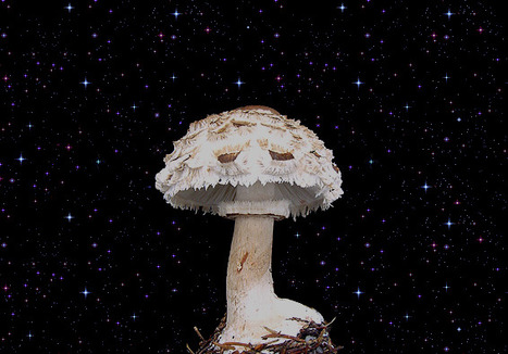 MUSHROOM SPACE | 1Uutiset - Lukemisen tähden | Scoop.it