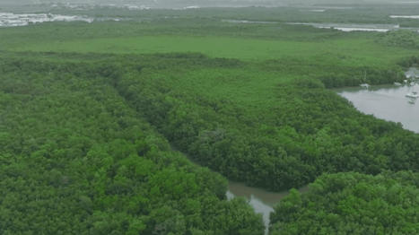 Martinique : la mangrove et ses énergies étonnantes | Biodiversité | Scoop.it