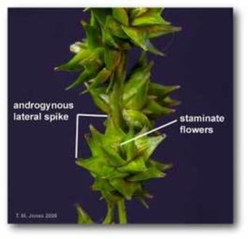 (EN) - Glossary for interactive keys and tools | LSU Herbaria | Glossarissimo! | Scoop.it
