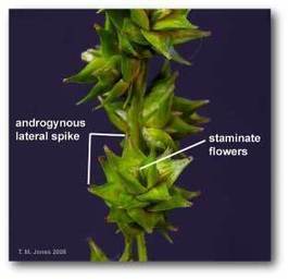 (EN) - Glossary for interactive keys and tools | LSU Herbaria | Glossarissimo! | Scoop.it