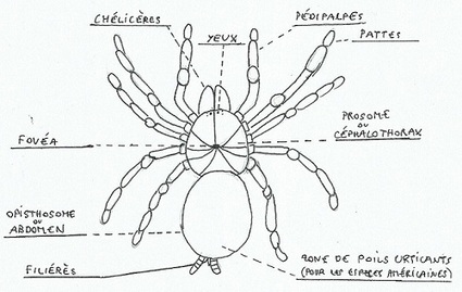 Anatomie de la mygale | EntomoScience | Scoop.it