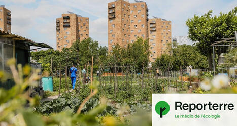 Jardins ouvriers, potagers militants&nbsp;: jardiner, c&rsquo;est r&eacute;sister&nbsp;! | Reporterre | La SELECTION du Web | CAUE des Vosges - www.caue88.com | Scoop.it