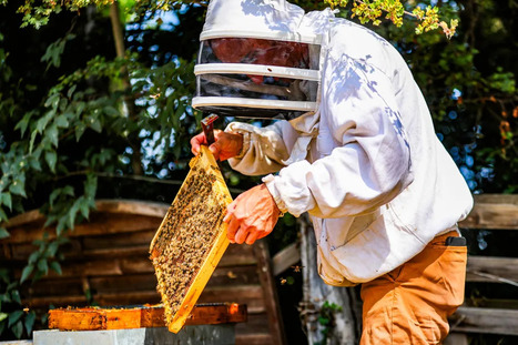 L'Api'week une semaine pour d&eacute;couvrir l'apiculture apr&egrave;s un &eacute;t&eacute; chaud et sec qui a p&eacute;nalis&eacute; la production de certains miels - France 3 r&eacute;gions | Agriculture en Pays de la Loire | Scoop.it