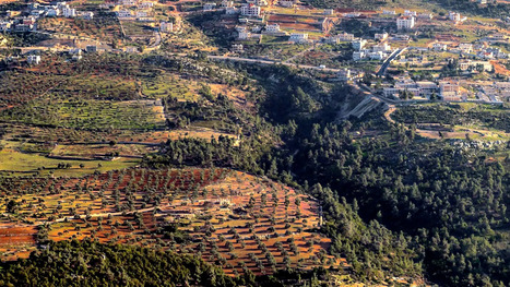 Jordan Launches Campaign to Support Olive Sector | OLIVE NEWS | Scoop.it