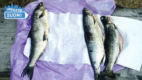Suomalaista perinneruokaa - Traditional food | Kielet | Oppiminen | yle.fi | 1Uutiset - Lukemisen tähden | Scoop.it