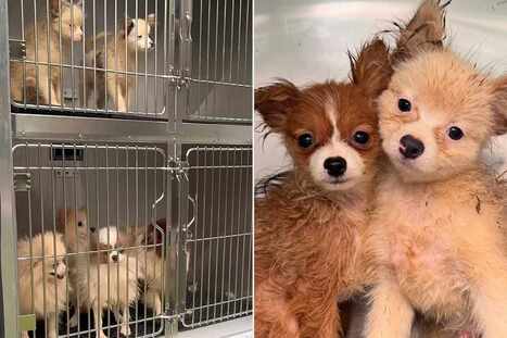 101 Dogs Found Crammed in Cages and Walking in Filth in N.C. Home | Industry 411 - Waste Management | Scoop.it