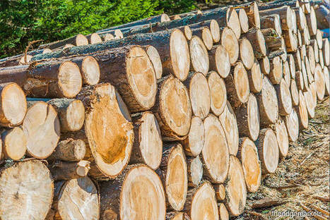 TheWall: Opportunities in sustainable timberland | Timberland Investment | Scoop.it