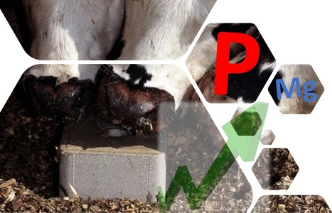 Alimentation animale : l’énergie pèse sur le prix des minéraux | Lait de Normandie... et d'ailleurs | Scoop.it