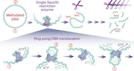 Single Staphylococcus aureus SauUSI restriction enzyme motors fragment methylated DNA | Nature Chemical Biology | RMH | Scoop.it