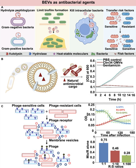 Engineering Bacterial Extracellular Vesicles as Nanoweapons to Fight against Bacterial Infections | bdr | RMH | Scoop.it