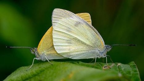 Pourquoi la nature préfère-t-elle le sexe ? | Variétés entomologiques | Scoop.it
