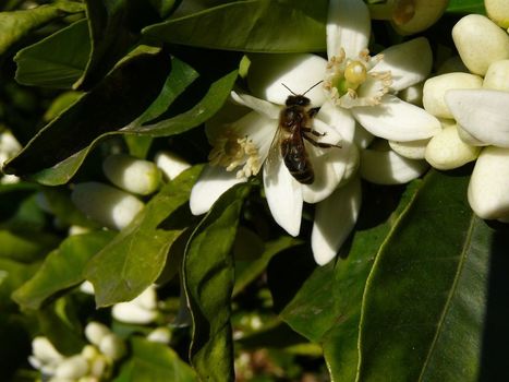 EPA Confirms Controversial Pesticide Can Harm Bees | Sustainability & Education | Scoop.it